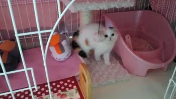 cat lover 様のお迎えした子猫