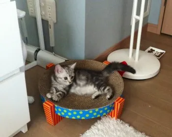 かおり 様のお迎えした子猫