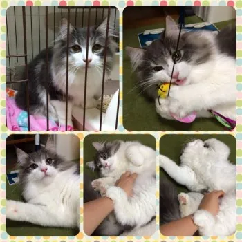 でんでんママ 様のお迎えした子猫