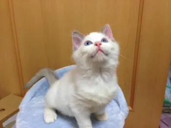 FiftyStorm 様のお迎えした子猫