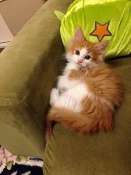 Rose 様のお迎えした子猫