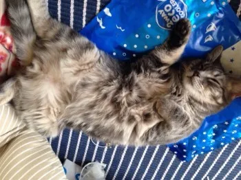 なおくん 様のお迎えした子猫