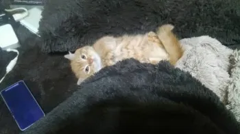 ニャンタ 様のお迎えした子猫