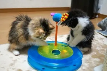 バジリコ 様のお迎えした子猫