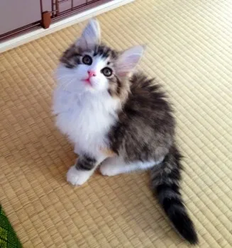 さきち 様のお迎えした子猫