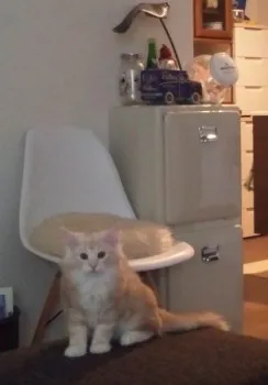 HALU 様のお迎えした子猫