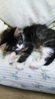 イルカ 様のお迎えした子猫