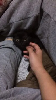 M.R 様のお迎えした子猫