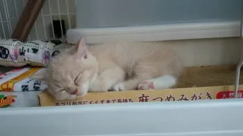 まなみ 様のお迎えした子猫