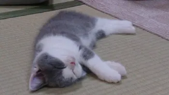 うめちゃん！ 様のお迎えした子猫