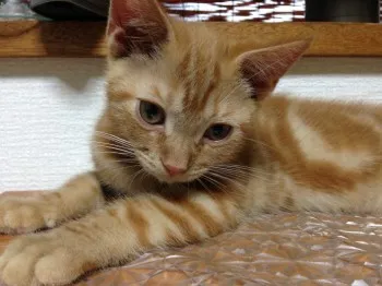 チビたん 様のお迎えした子猫