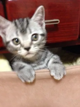 すっかり猫好き 様のお迎えした子猫