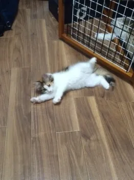 オクムラ 様のお迎えした子猫