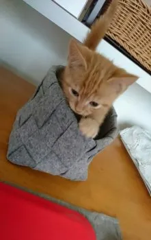 わさび 様のお迎えした子猫