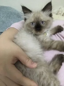 チップ 様のお迎えした子猫