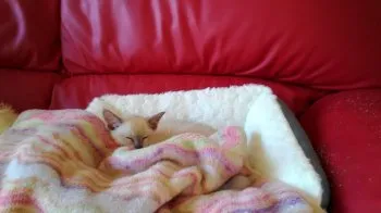 ノンノン 様のお迎えした子猫