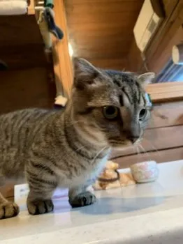 鈴木 様のお迎えした子猫