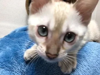 轟天 様のお迎えした子猫