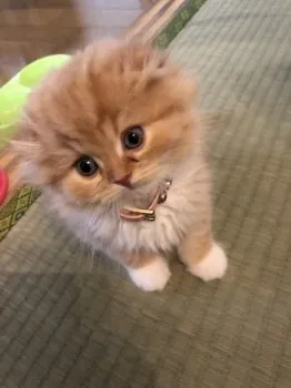 きき⭐️らら❤️ 様のお迎えした子猫
