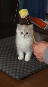 キティー 様のお迎えした子猫