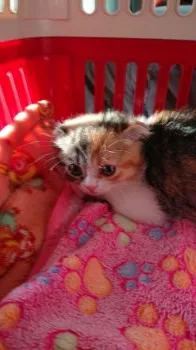 ポコママ 様のお迎えした子猫