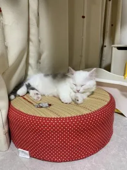 ぷーこ 様のお迎えした子猫