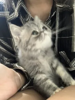 藤咲 様のお迎えした子猫