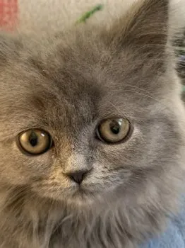 にんにん 様のお迎えした子猫