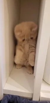 あびちん 様のお迎えした子猫