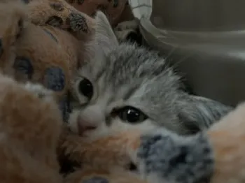 みー 様のお迎えした子猫