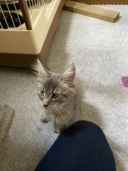 Dogslove5 様のお迎えした子猫