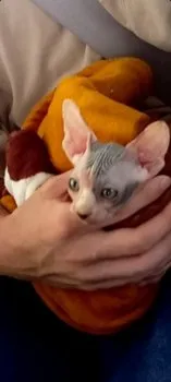 M.K 様のお迎えした子猫