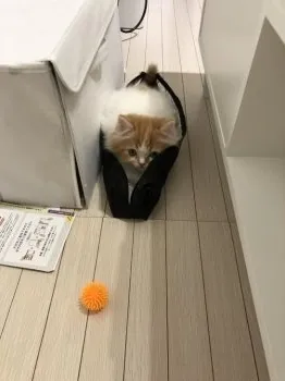 D.T 様のお迎えした子猫