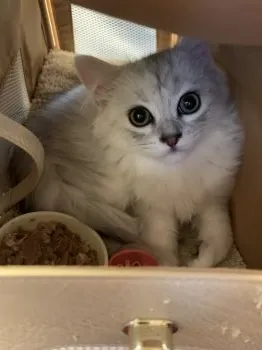 なーちゃん 様のお迎えした子猫
