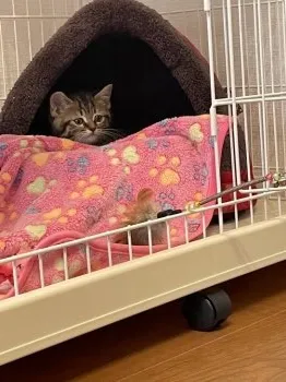 ローズ 様のお迎えした子猫