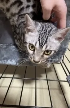 A.N 様のお迎えした子猫