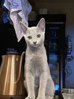 ヒロミ 様のお迎えした子猫