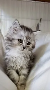 のりこ 様のお迎えした子猫