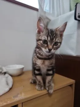 ぱんねぎ 様のお迎えした子猫