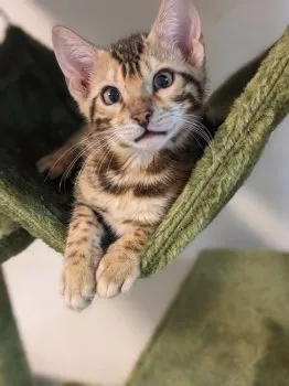 郁ちゃん 様のお迎えした子猫