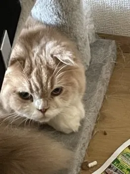 ハマっ子 様のお迎えした子猫