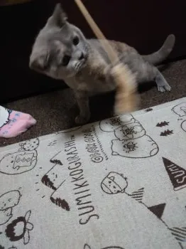 ミント 様のお迎えした子猫