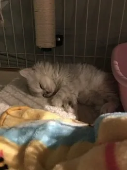 M.Y 様のお迎えした子猫