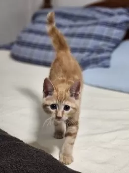 マルコ 様のお迎えした子猫