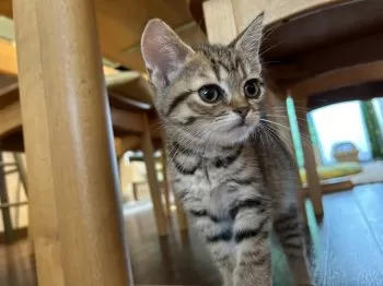 R.K 様のお迎えした子猫