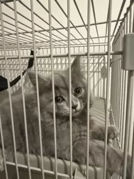 M.Y 様のお迎えした子猫