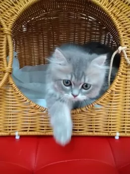 R☆ 様のお迎えした子猫