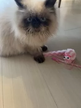M.C 様のお迎えした子猫