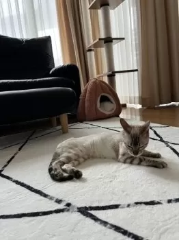 H.S 様のお迎えした子猫