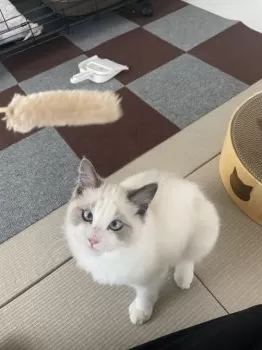 M.G 様のお迎えした子猫